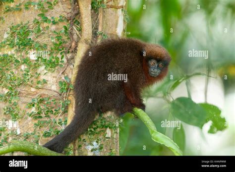 Dusky Titi Monkey Callicebus Moloch Tambopata National Reserve Peru