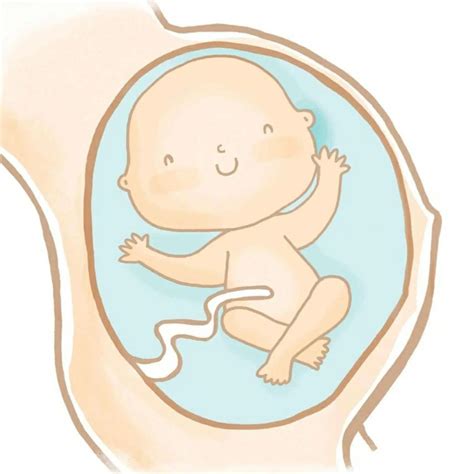 Etapas del desarrollo prenatal Desarrollo Prenatal pódcast Listen