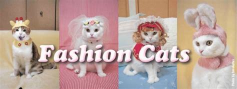 Good As Fashion Cats Goodas News Lactu En Plus Fun