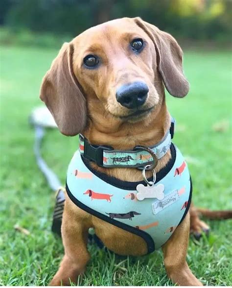 Dachshund Accessories For Dogs Dachshund Central