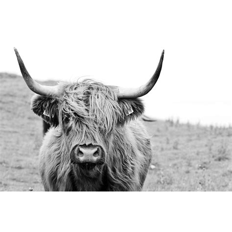 Highland Cow Printables