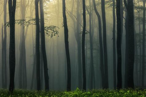 Trees In Dark Forest Photograph By Evgeni Dinev Fine Art America