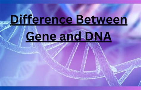 Gene And Dna Definition Differences And Importance