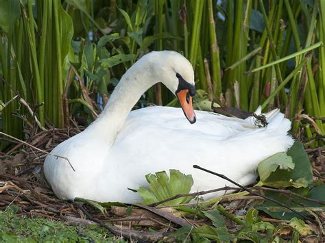 Nesting Swan Photograph By Norman Johnson Fine Art America