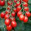 Cherry Sugar Plum Tomato – Chai Family Foundation