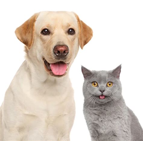 Happy Dog And Cat Together Stock Photo By ©fotojagodka 23940851