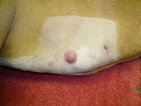 Types of dog cancer pictures. Mastocytoma - Wikipedia