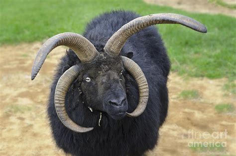 Four Horned Jacob Sheep Photograph By John Shaw