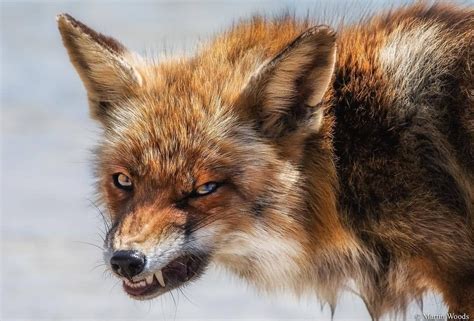 Angry Fox Do Not Mess With The Beauty Stolen From Everythingfox