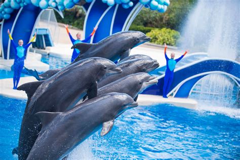 Video New Dolphin Days Show Replaces Blue Horizons At Seaworld