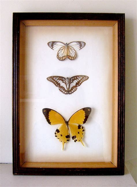 Vintage Framed Butterflies Real Framed Butterflies By Joythorpe