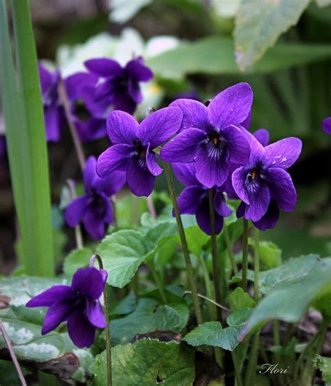 Violetas Silvestres Quero Tanto Uma Muda Purple Flowers Wild