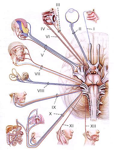 Cranial Nerve Function Part Neuroanatomy Surface Anatomy Of The My