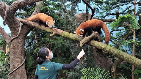 20230109 Feeding Time For Red Panda Karma And Keta River Wonders