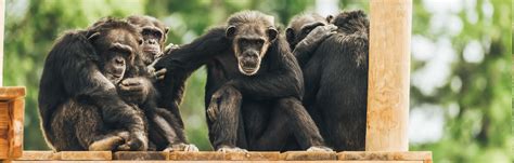 Chimp Haven Primate Sanctuaries
