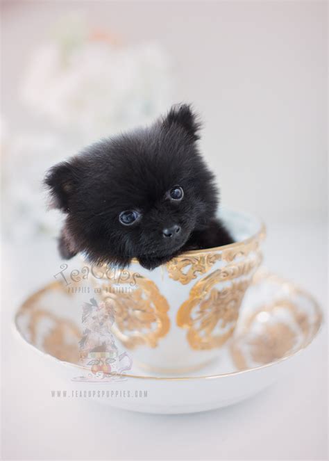 Charming Teacup Pomeranian Puppies For Sale Teacups