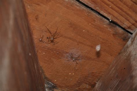 How To Kill Brown Recluse Spiders Spider Control And Removal