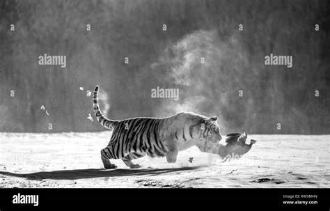 Siberian Tiger Running In The Snow And Catch Their Prey Very Dynamic