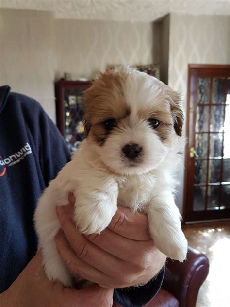 Get an alert with the newest ads for. Shih Tzu Puppies For Sale | Rochester, NY #187767