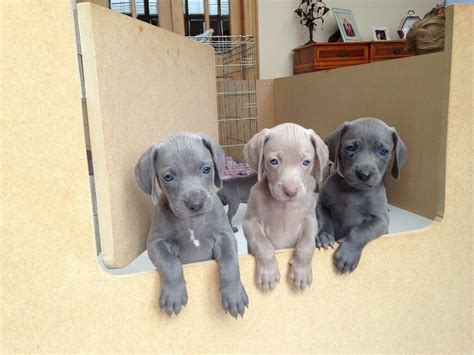 Hq Pictures Blue Weimaraner Puppies For Sale In Texas Weimaraner Puppies For Sale Top Of