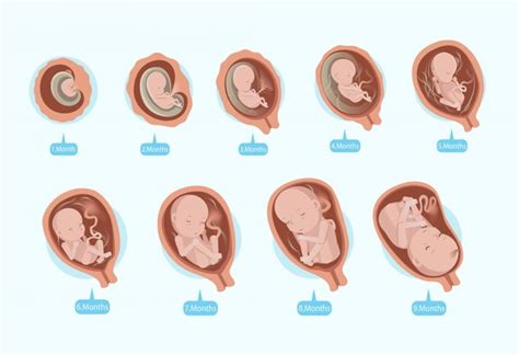 Uterus In Pregnancy Functions Position Size More