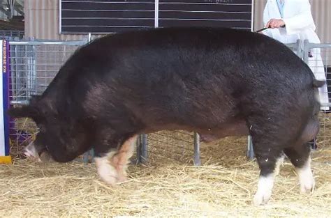 Berkshire Pigs For Sale Price And List Of Breeders In Us 2023