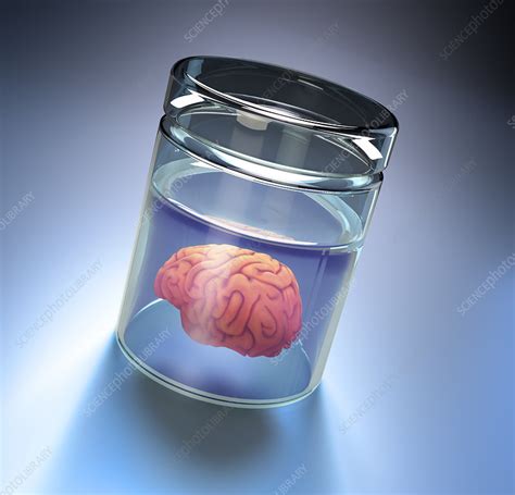 Human Brain In A Glass Jar Illustration Stock Image F0117244