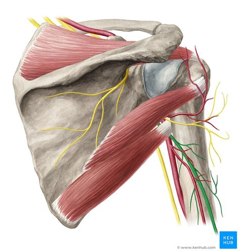 Radial Nerve Anatomy And Clinical Notes Kenhub