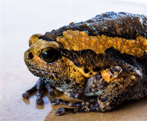 Fotos Gratis Fauna Silvestre Rana Sapo Anfibio De Cerca