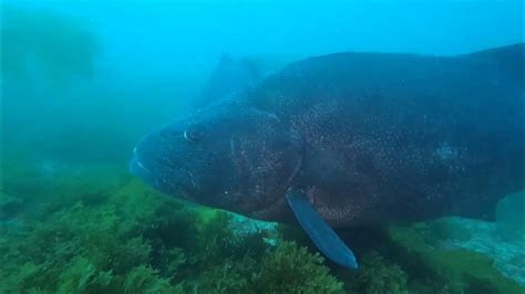 Giant Sea Bass In The Park Raw Footage Youtube