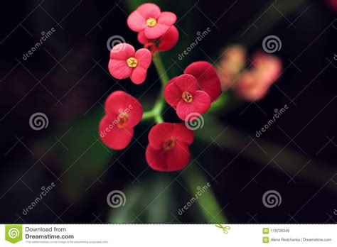 Exotic Red Flower In Rainforest With Fresh Green Plant Stock Image