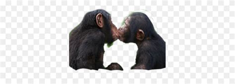 Freetoedit Love Rikarxfin83 Picsart Scmonkey Apes Kissing Ape