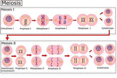 Diagram Of Meiosiscell Division Is The Process Cells Go Through To
