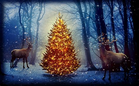 Photo Deer Christmas Winter Nature Snowflakes Christmas Tree Forest