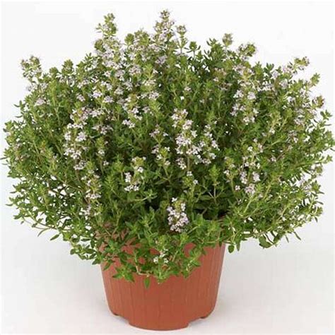Buy Thyme Thymus Vulgaris Plant Online From Nurserylive At Lowest Price