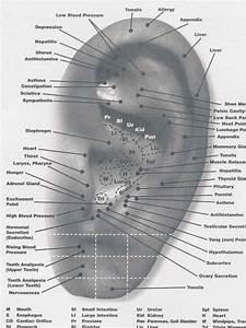 Best Ear Chart I Can Find Ear Reflexology Reflexology Reflexology