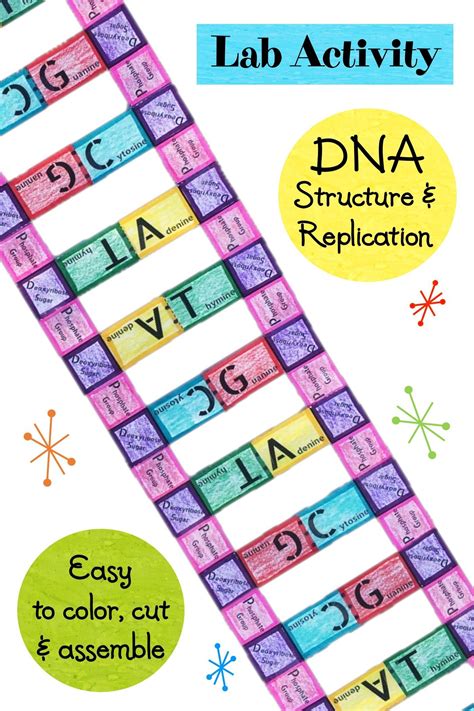 Basic mechanisms of replication dna replication is semiconservative. DNA Structure and Replication Lab Activity Worksheet | Lab ...