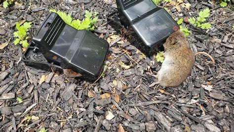 Best Rat And Vole Traps Review Tgr That Guy Reviews