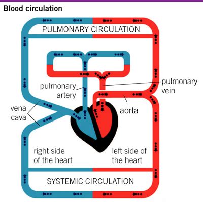 The pulmonary circuit pressure's value is just enough to perfuse the lungs' apical areas. SGAguilar Javier Ramos: BLOOD CIRCULATION