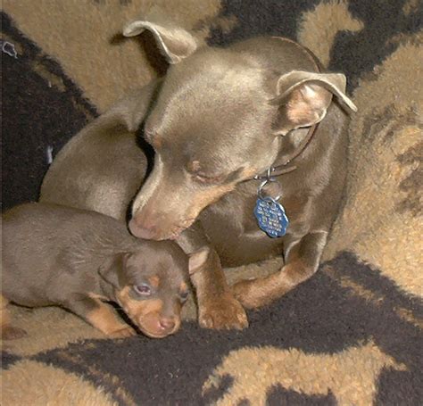 Miniature Pinscher Colors