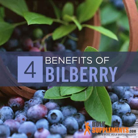 Bilberry Benefits Side Effects And Dosage