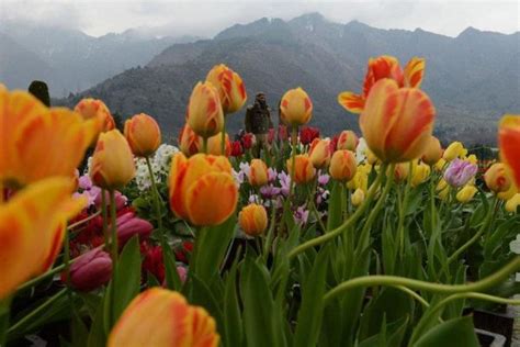 Beautiful Photos Of Spring Flowers Around The World Memolition