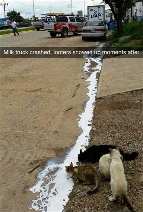 27 Funniest Animal Picdumps That Will Make Your Day