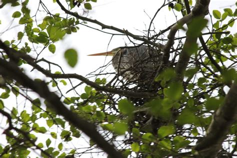 Scene In Edmonds Heron Chicks At Edmonds Marsh My Edmonds News