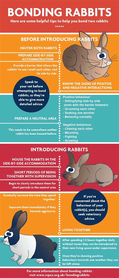 How To Introduce Rabbits To Each Other Rspca Pet Bunny Rabbits