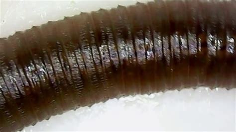 Worm Under A Microscope Youtube