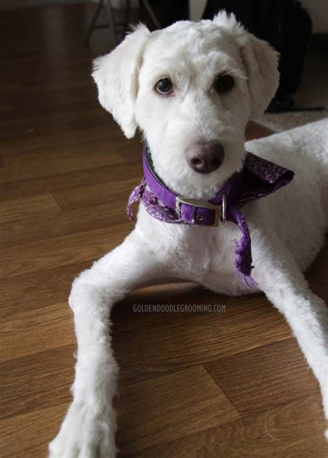 This haircut starts with the cutest thing ever—a goldendoodle dog—and gives her the look of the second cutest thing ever—a teddy bear. Goldendoodle Haircuts that Will Make You Swoon! (Lots of ...