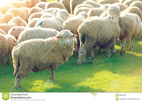 Flock Of Sheep Grazing In A Hill At Sunset Stock Image Image Of Field
