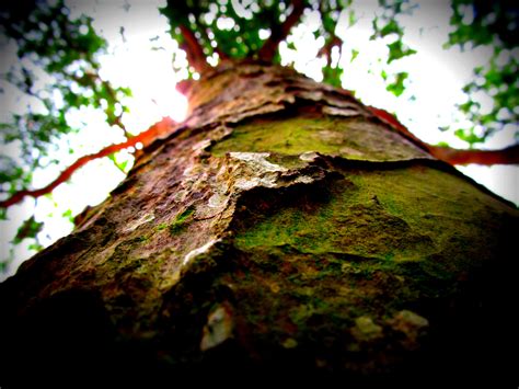 Fileworms Eye View Tree Trunk Wikimedia Commons