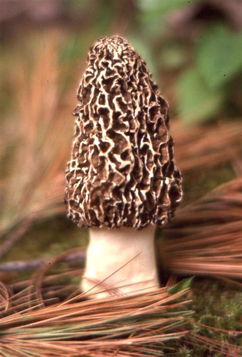 Squam Lakes Natural Science Center Blog On Wild Mushrooms